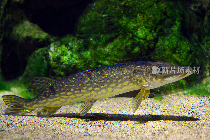 水中的北方梭子鱼(Esox lucius)